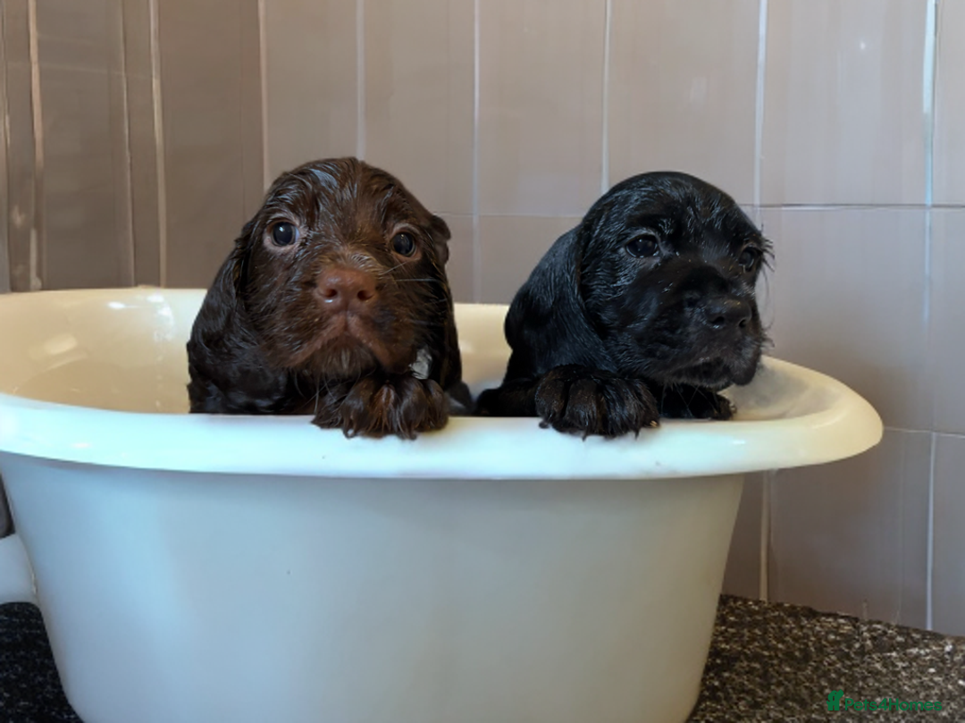 Mixed Breed dogs for sale: ⭐️ Cockerdor Puppies ⭐️  - Advert 18