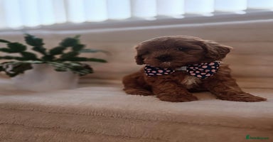 Cavapoo dogs - Advert 8