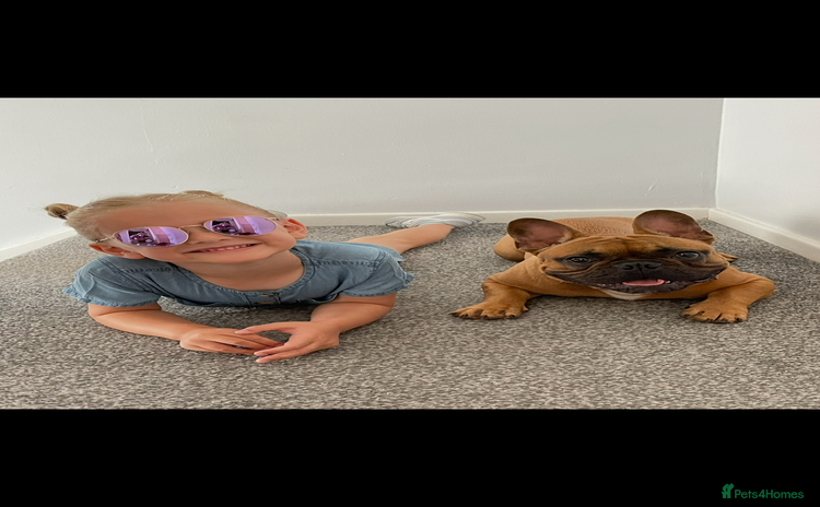 French Bulldog dogs - Advert 1