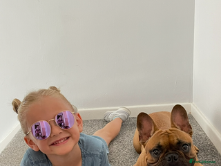 French Bulldog dogs - Advert 16