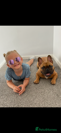 French Bulldog dogs - Advert 1