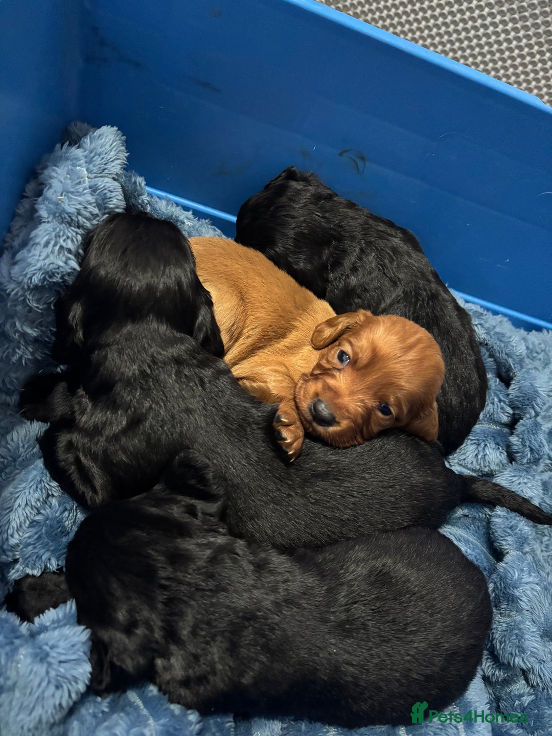Cocker Spaniel dogs for sale: 🐶Beautiful Cocker spaniel puppies 🐶  - Advert 1