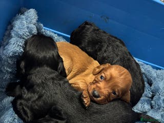 Cocker Spaniel dogs 🐶Beautiful Cocker spaniel puppies 🐶 - Advert 3