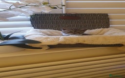 Scottish Fold cats for sale: 😻 Adorable Scottish Fold Kittens For Sale😻 - Image 21