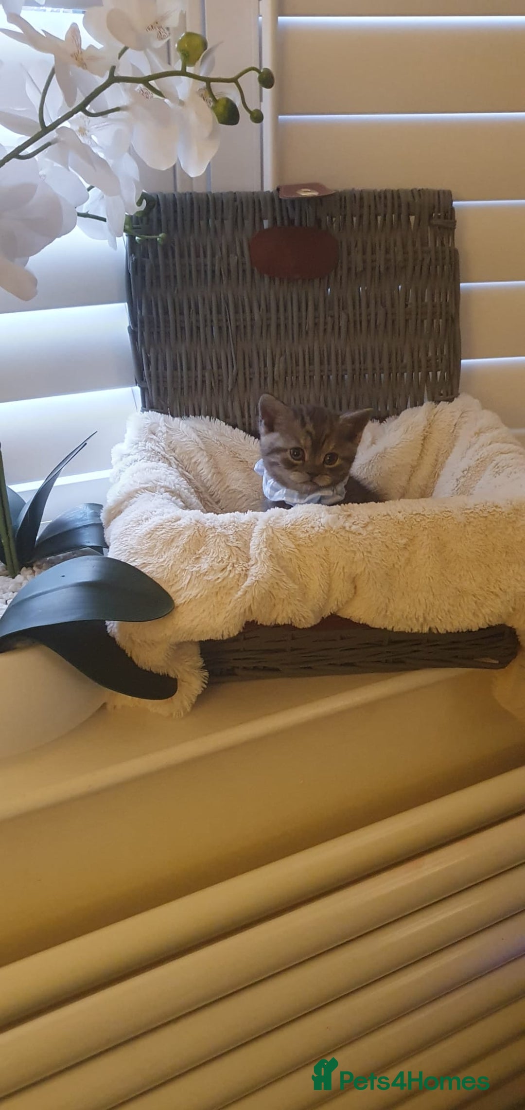 Scottish Fold cats for sale: 😻 Adorable Scottish Fold Kittens For Sale😻 - Image 21