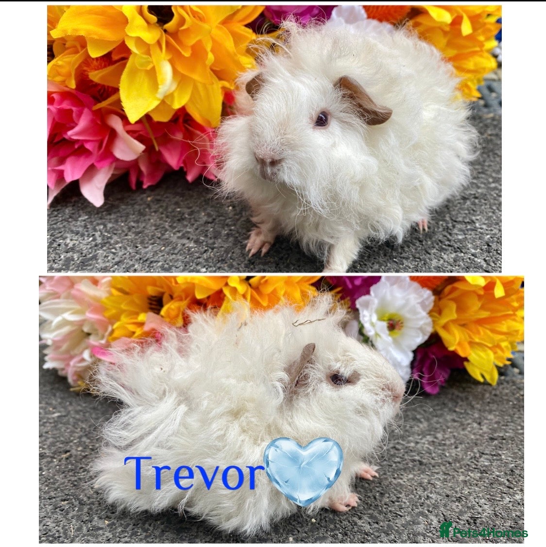 Guinea Pig rodents Pedigree Lunkarya/smooth Guinea pigs ready now  - Advert 1