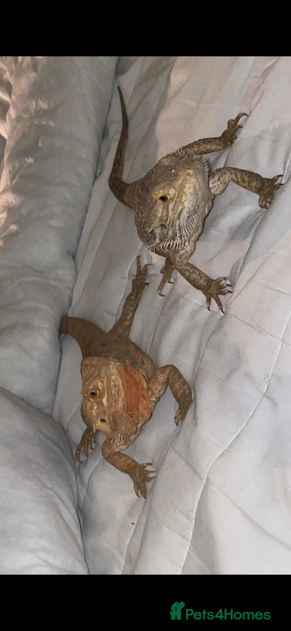 Bearded Dragon reptiles Bearded dragons male and female  - Advert 1