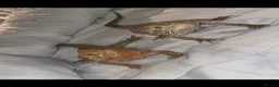 Bearded Dragon reptiles for sale: Bearded dragons male and female  in Newcastle upon Tyne - Advert 1
