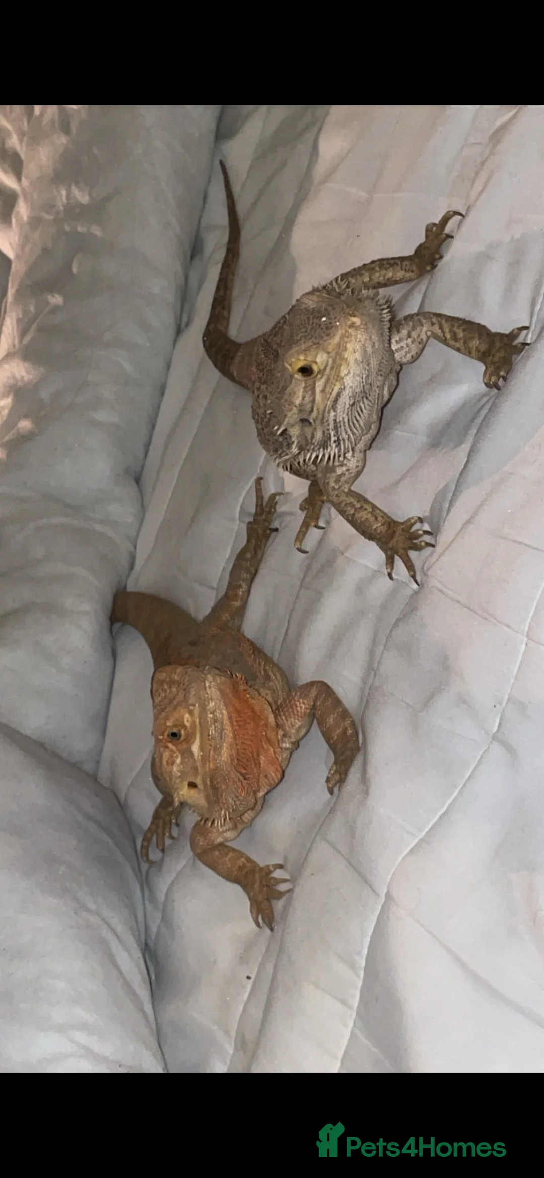 Bearded Dragon reptiles for sale: Bearded dragons male and female  in Newcastle upon Tyne - Advert 1