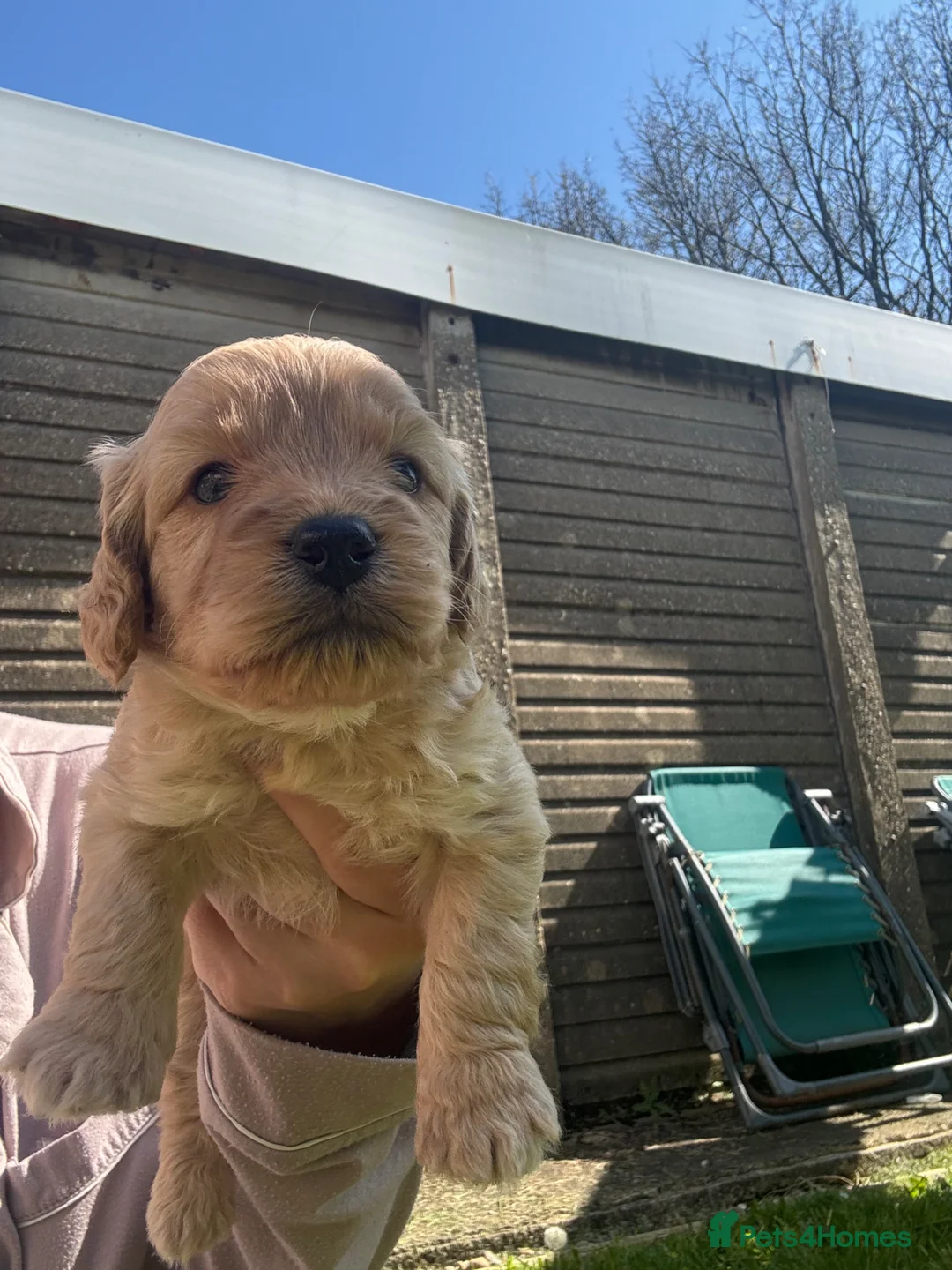 Cockapoo dogs for sale: F2 Cockapoo Puppies  in Preston - Advert 2