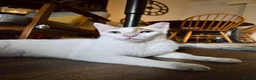 Mixed Breed cats for adoption: Male Rescue Cat for Adoption - Advert 4
