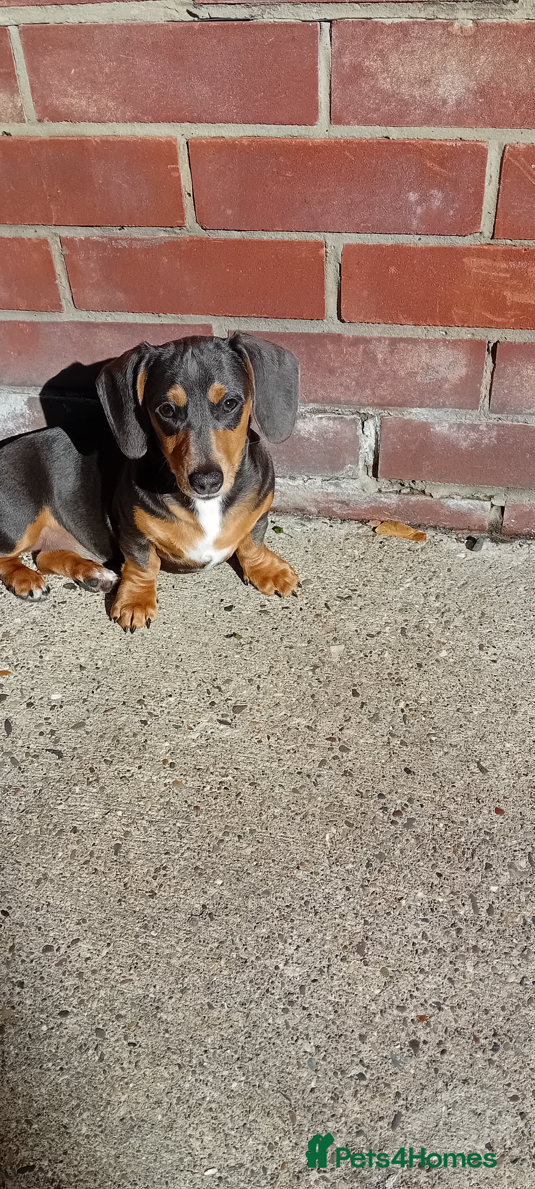 Miniature Dachshund dogs Miniature dashahund  - Advert 19