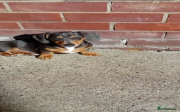 Miniature Dachshund dogs for sale: Miniature dashahund  - Image 1