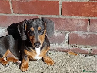 Miniature Dachshund dogs - Advert 4