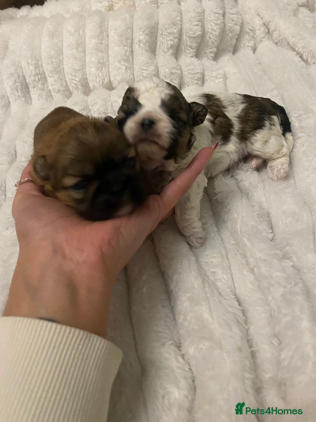 Shih Tzu dogs for sale: X2 beautiful female shihtzu puppies  - Advert 2