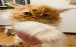 Mixed Breed cats for sale: Beautiful kittens ready for new homes.  - Image 3