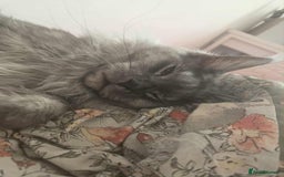 Maine Coon cats for sale: 2 years old Russian Male full active  - Image 3