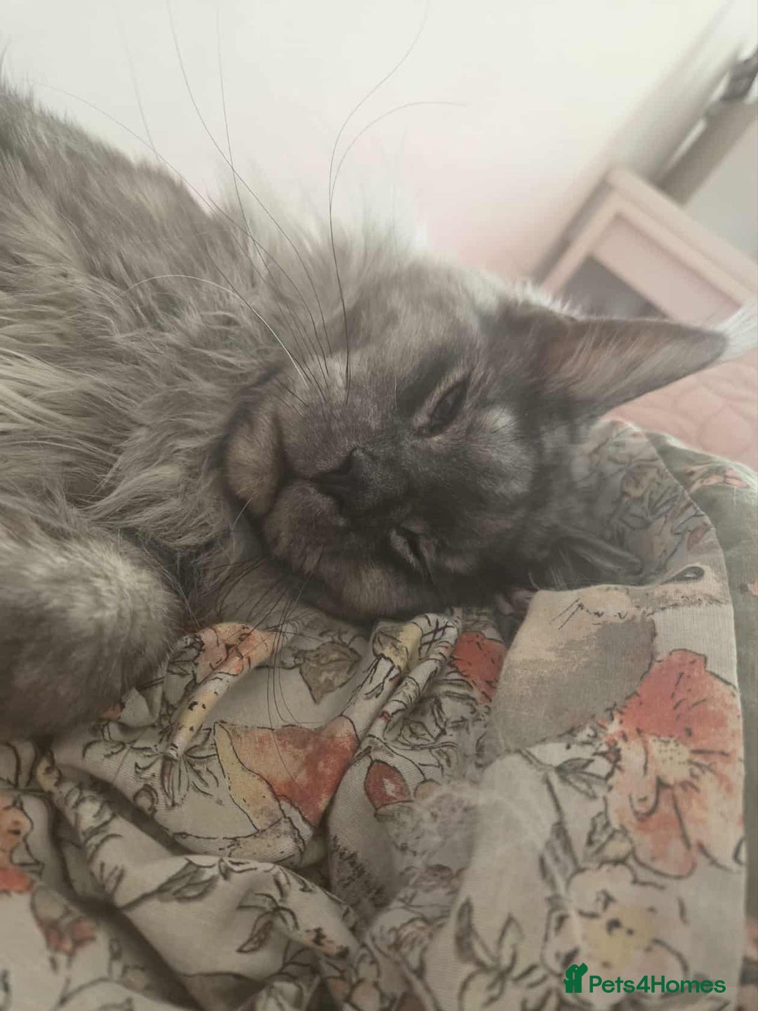Maine Coon cats for sale: 2 years old Russian Male full active  - Image 3