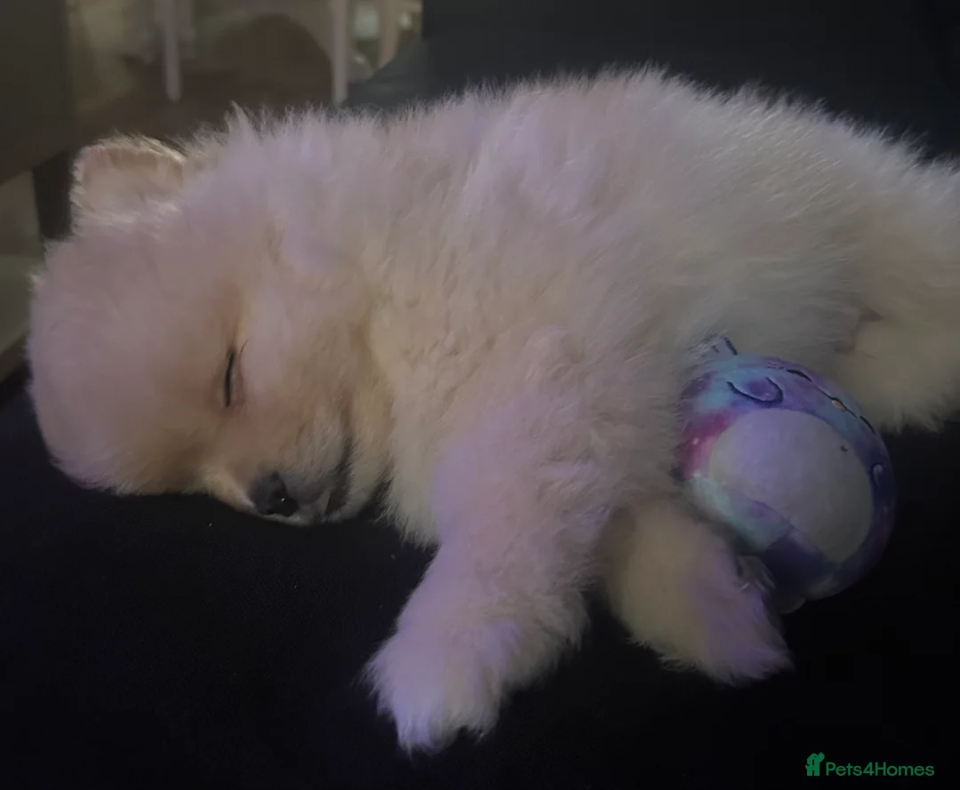 Pomeranian dogs for sale: Pomeranian puppy  - Advert 12