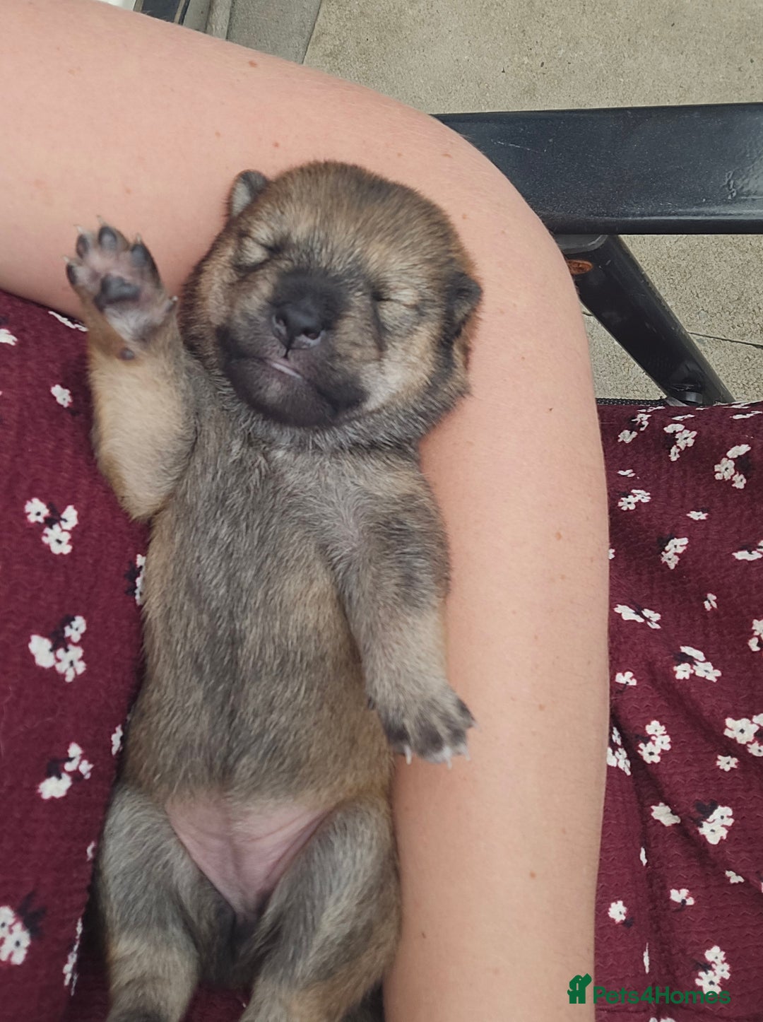 Japanese Shiba Inu dogs for sale: 4 Stunning sesame shibas pups ❤️ - Image 4