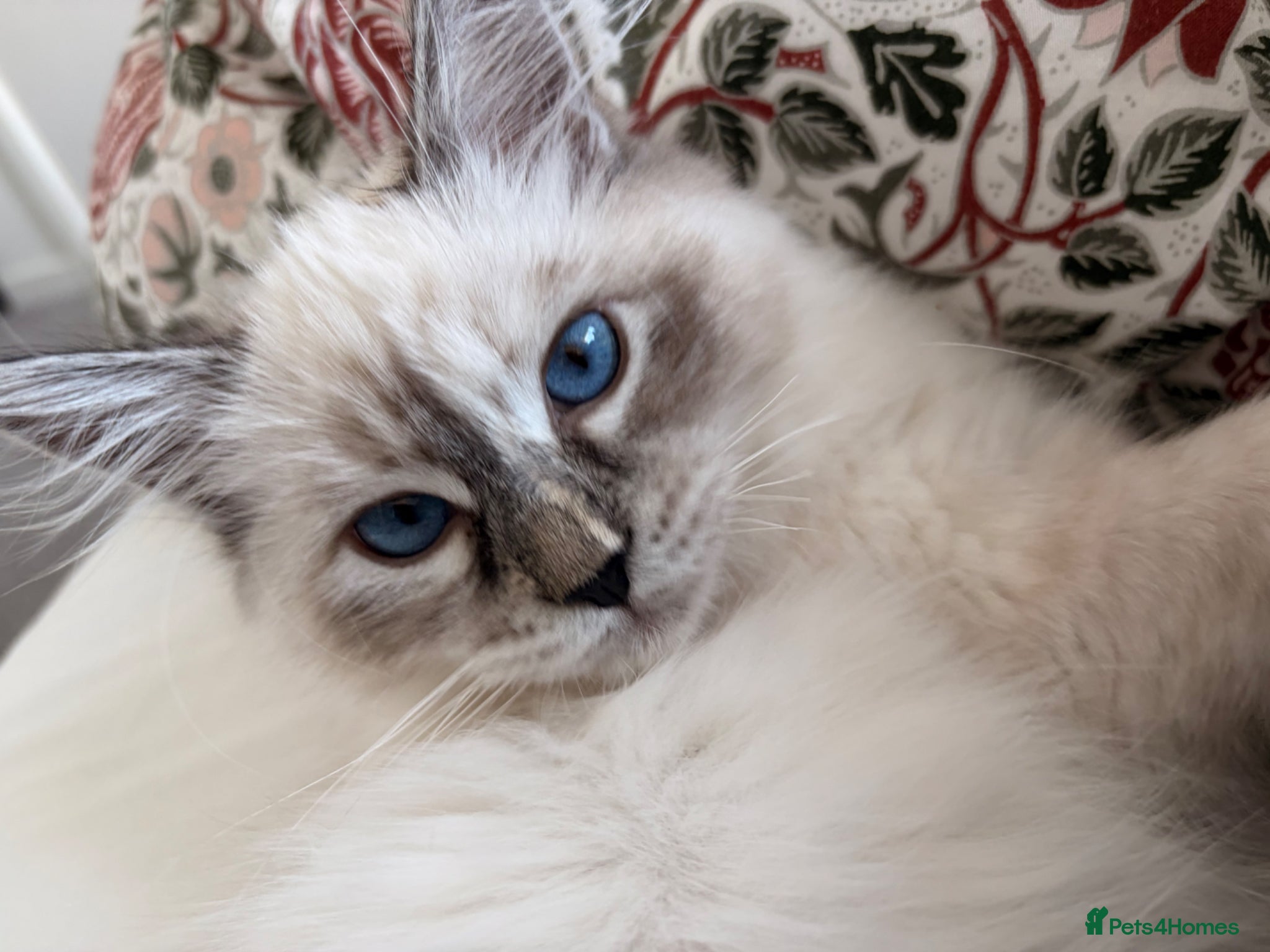 Siberian cats TICA and GCCF registered pure Siberian (rehome) - Advert 4