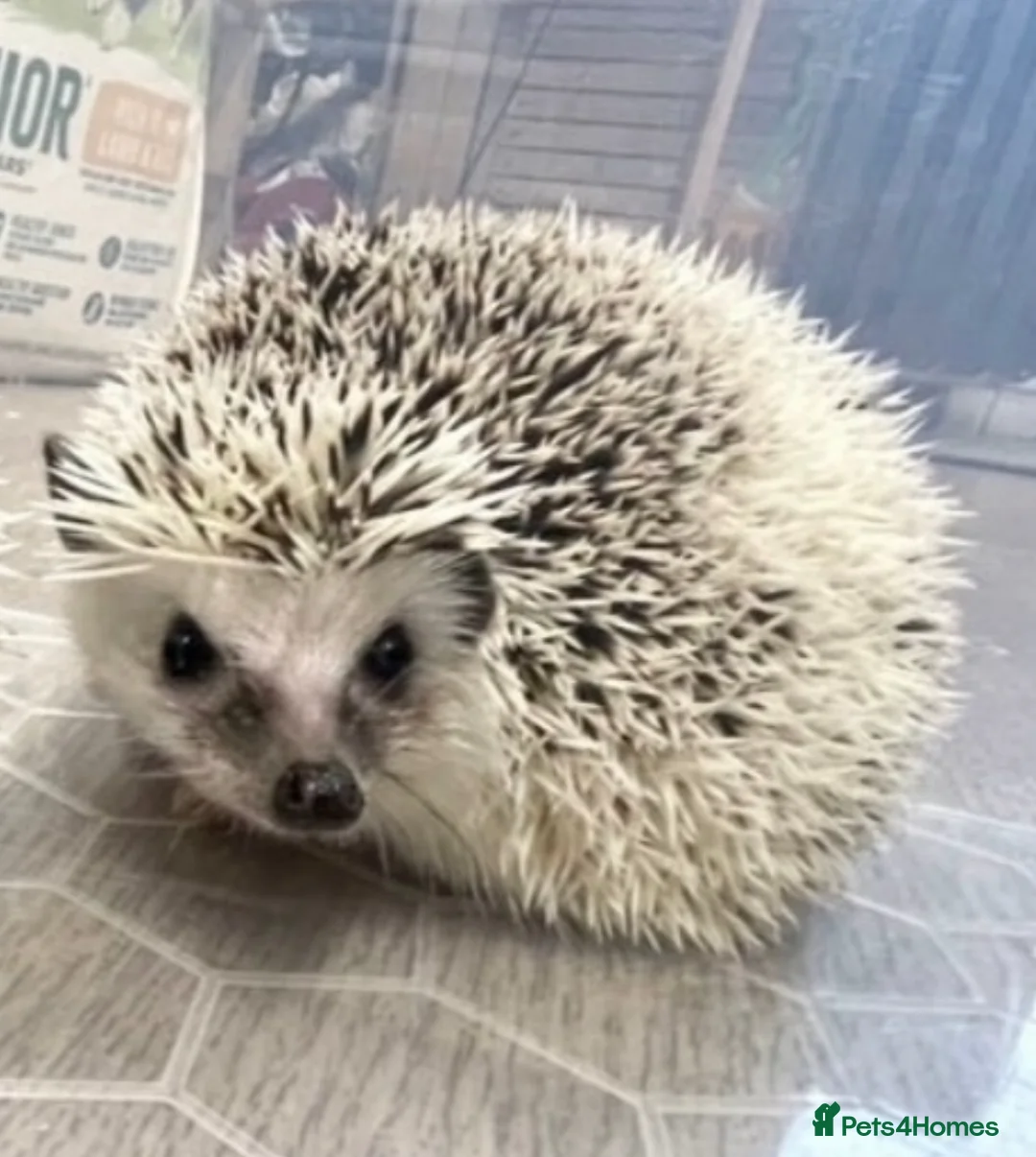Pygmy Hedgehog rodents for sale: Young, Sweet, Friendly, African Pygmy Hedgehogs  - Advert 5