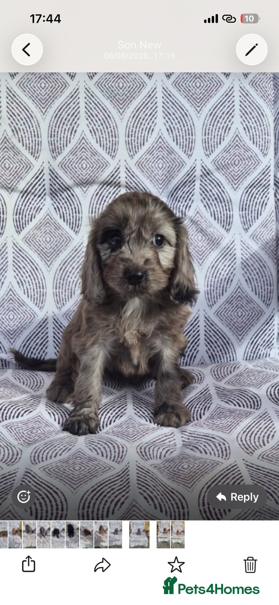 Cockapoo dogs F1 cockapoo  - Advert 16