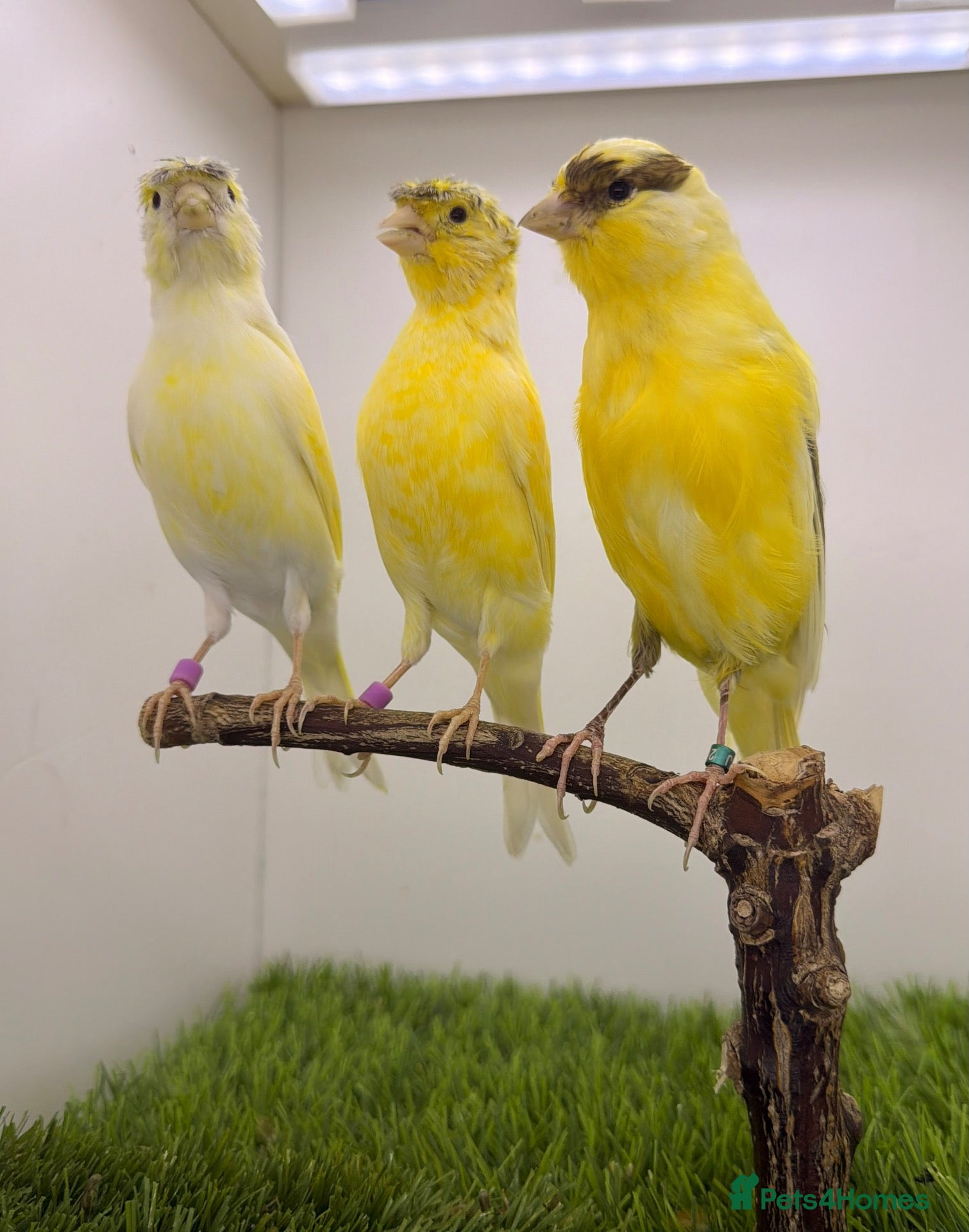 Finches birds Very nice colour canary’s males and female  - Advert 13