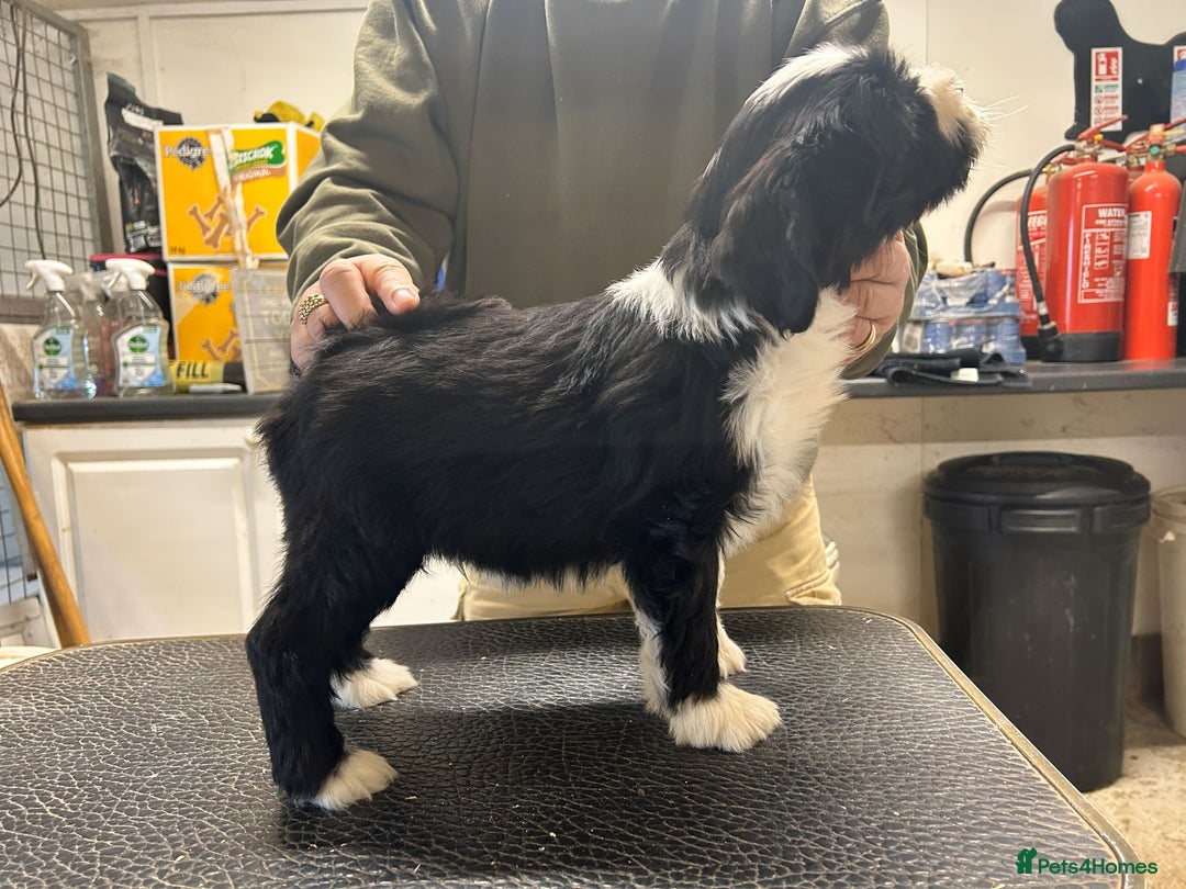 Tibetan Terrier dogs for sale: Araki Tibetan Terriers puppies for sale - Advert 8