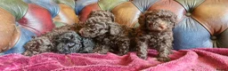 Toy Poodle dogs for sale: Gorgeous toy poodle pupps.health tested parents  - Advert 3