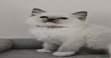 Ragdoll cats - Advert 16