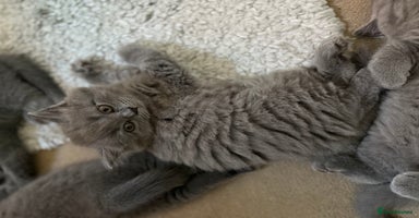 British Shorthair cats - Advert 2