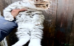 Mixed Breed cats for sale: Gorgeous Part Siberian cross British shorthair  - Image 5