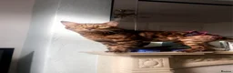 Bengal cats for sale: Bengal male unneutered - Advert 3
