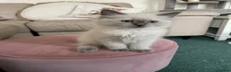 Ragdoll cats for sale: Ragdoll Kittens GCCF lilac and Blue beautiful  - Advert 5