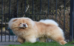 Chow Chow dogs for stud: KC registered Cream Hungarian Import at Stud - Image 3