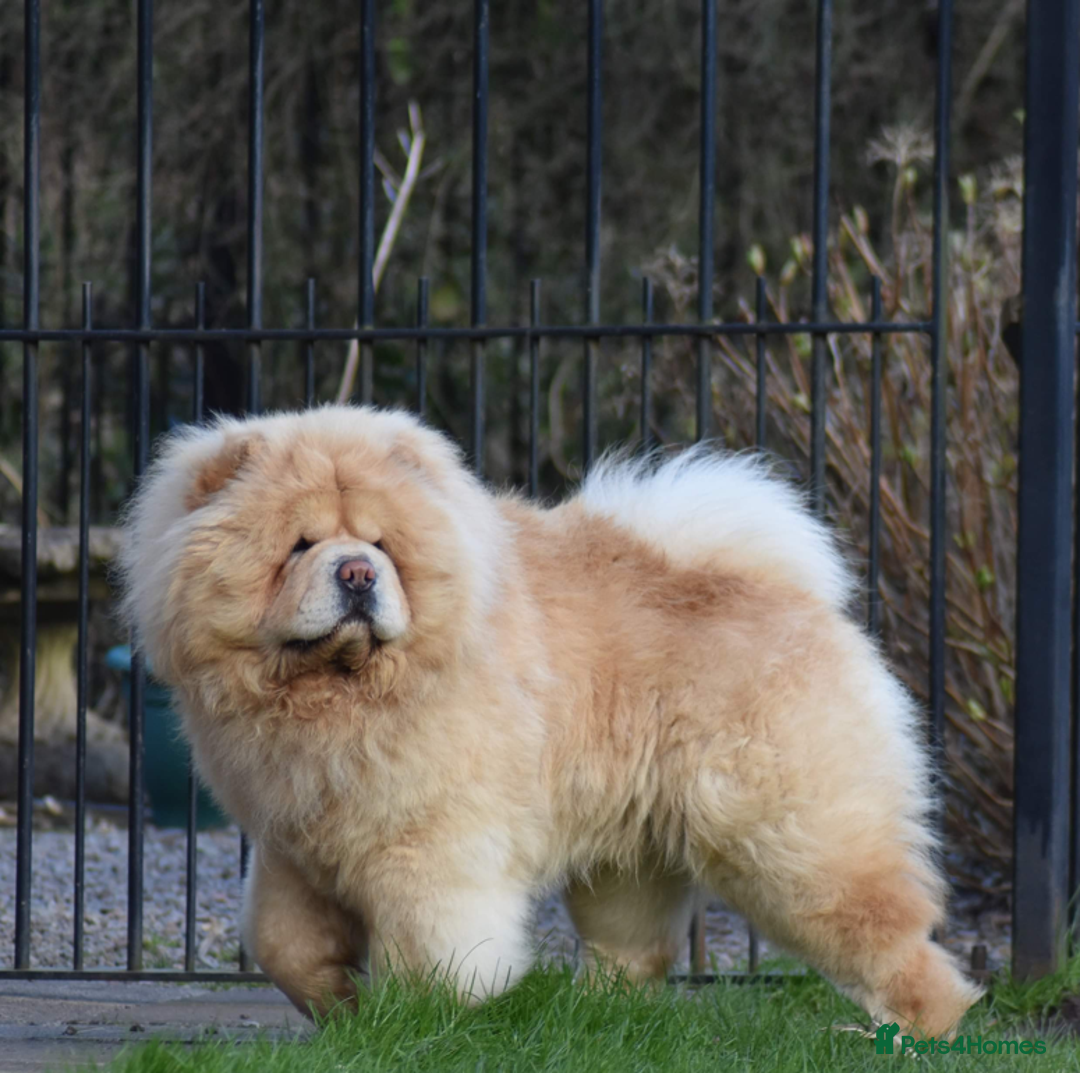 Chow Chow dogs for stud: KC registered Cream Hungarian Import at Stud - Image 3