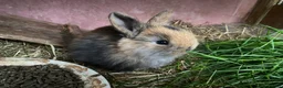 Mini Lop rabbits for sale: Beautiful baby mini lop rabbits - Advert 14