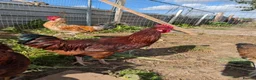 Chickens poultry for sale: Free Roosters  in Rotherham - Advert 7
