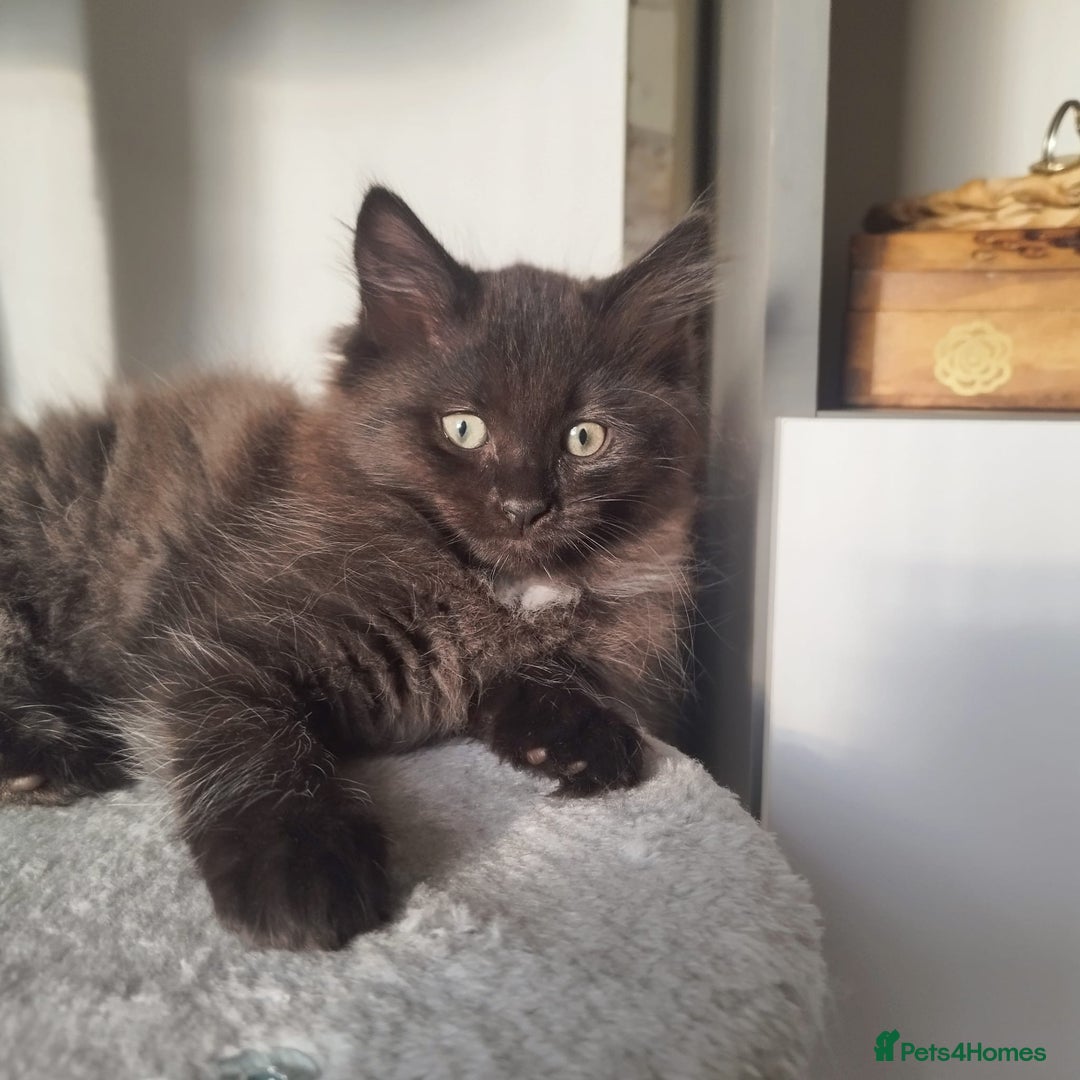 Ragdoll cats for sale: 5 ADORABLE RAGDOLL X KITTENS FOR SALE - Image 18