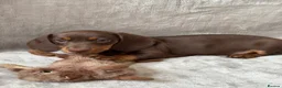 Miniature Dachshund dogs for sale: Chocolate and tan short haired mini dachshund  - Advert 17