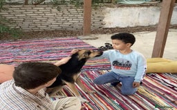 Mixed Breed dogs for sale: Very Special Mixed German Shepherd Girl (aged 3) - Image 10