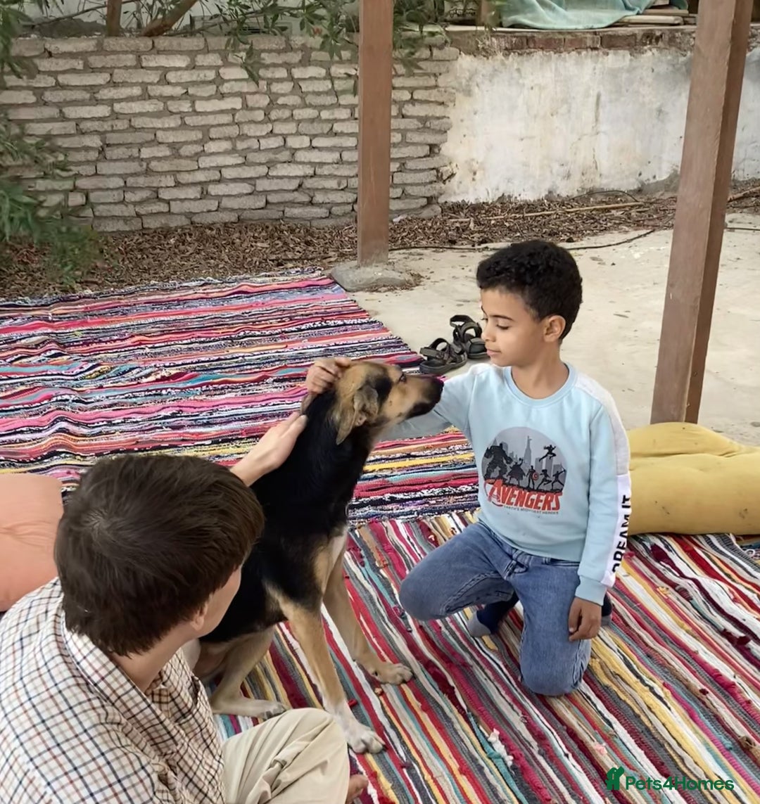 Mixed Breed dogs for sale: Very Special Mixed German Shepherd Girl (aged 3) - Image 10