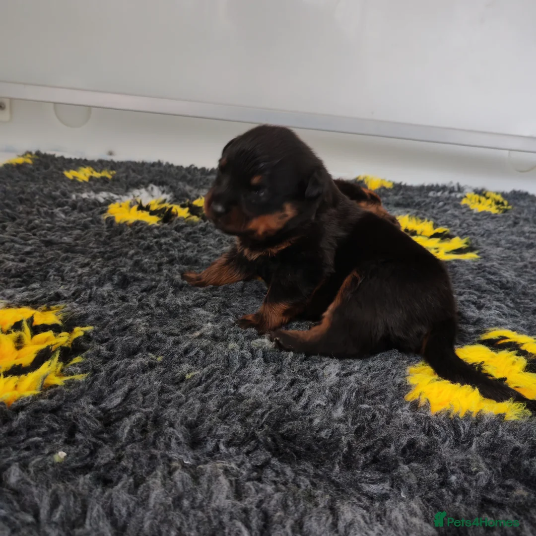 Rottweiler dogs for sale: Excellent Pedigree Dog Puppy - Advert 3