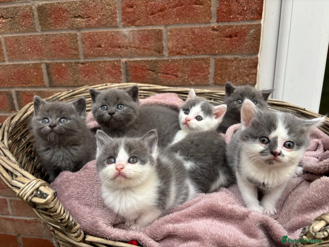 British Shorthair cats for sale: British shorthair kittens  - Image 5