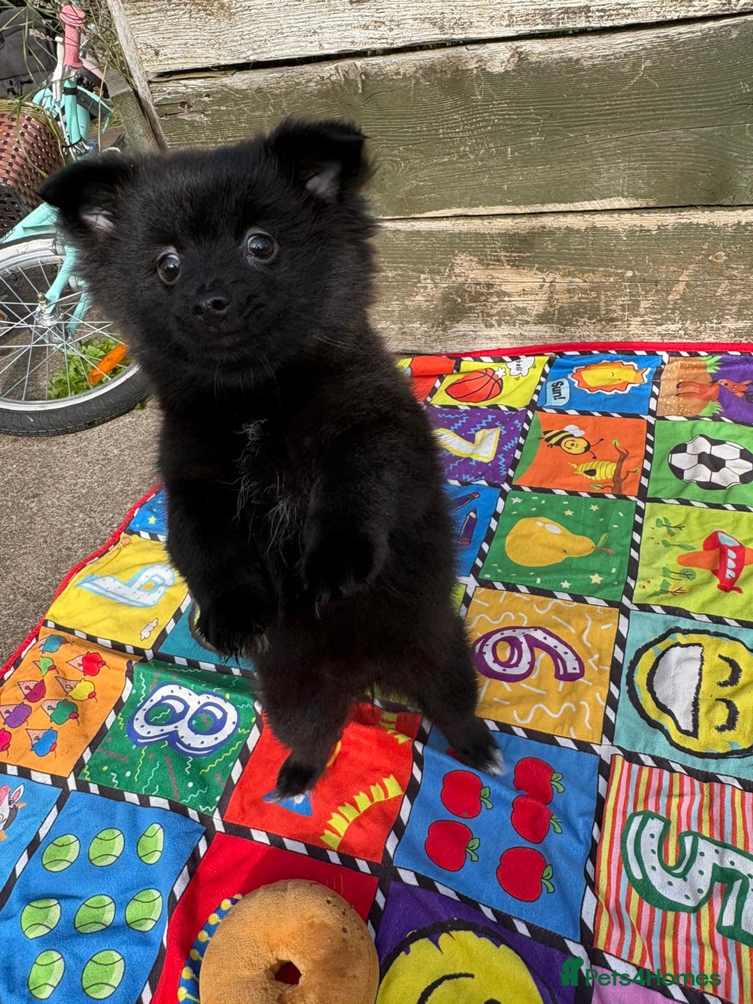 Pomeranian dogs for sale: Beautiful Pomeranian puppy’s 2 girls 1 boy.  - Image 4