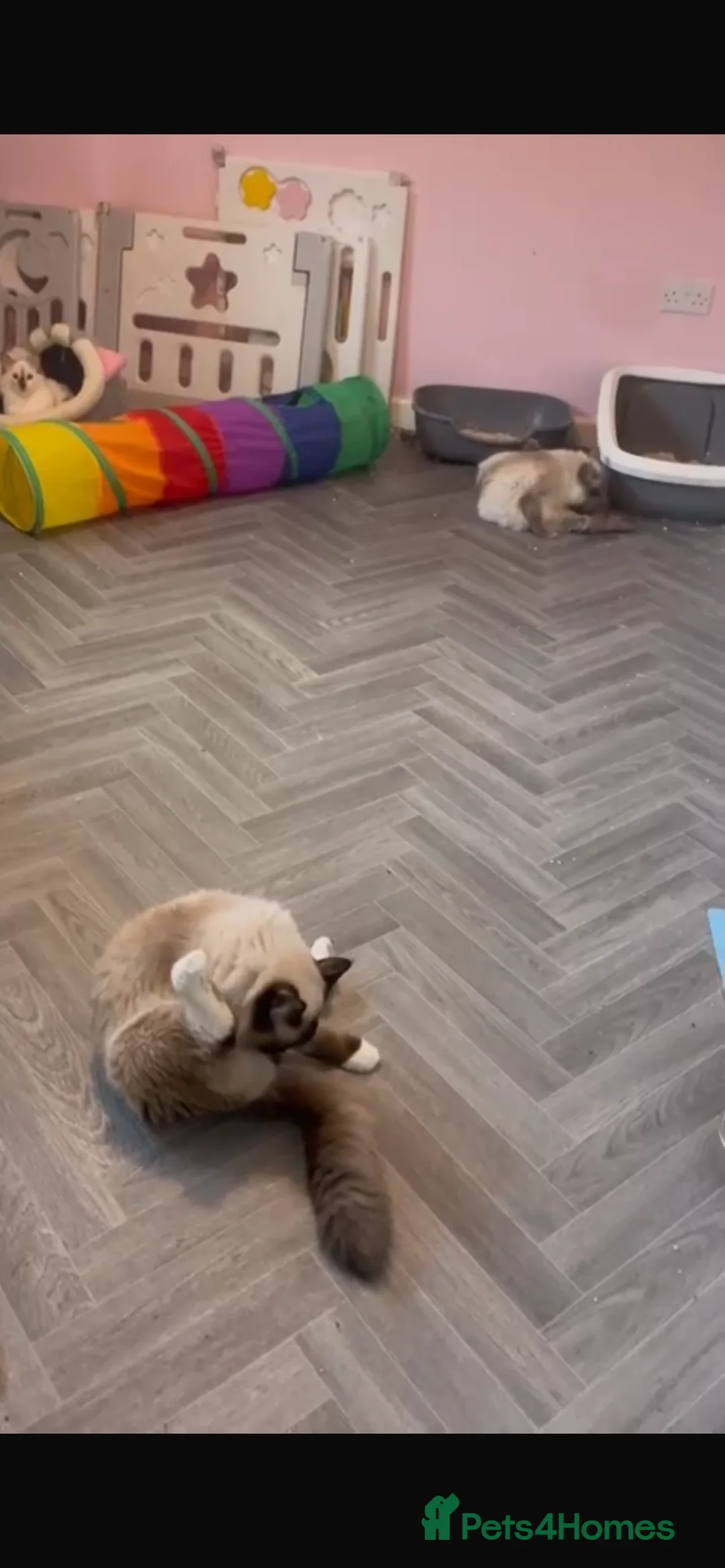 Ragdoll cats for stud: Seal mitted Ragdoll stud  - Advert 2