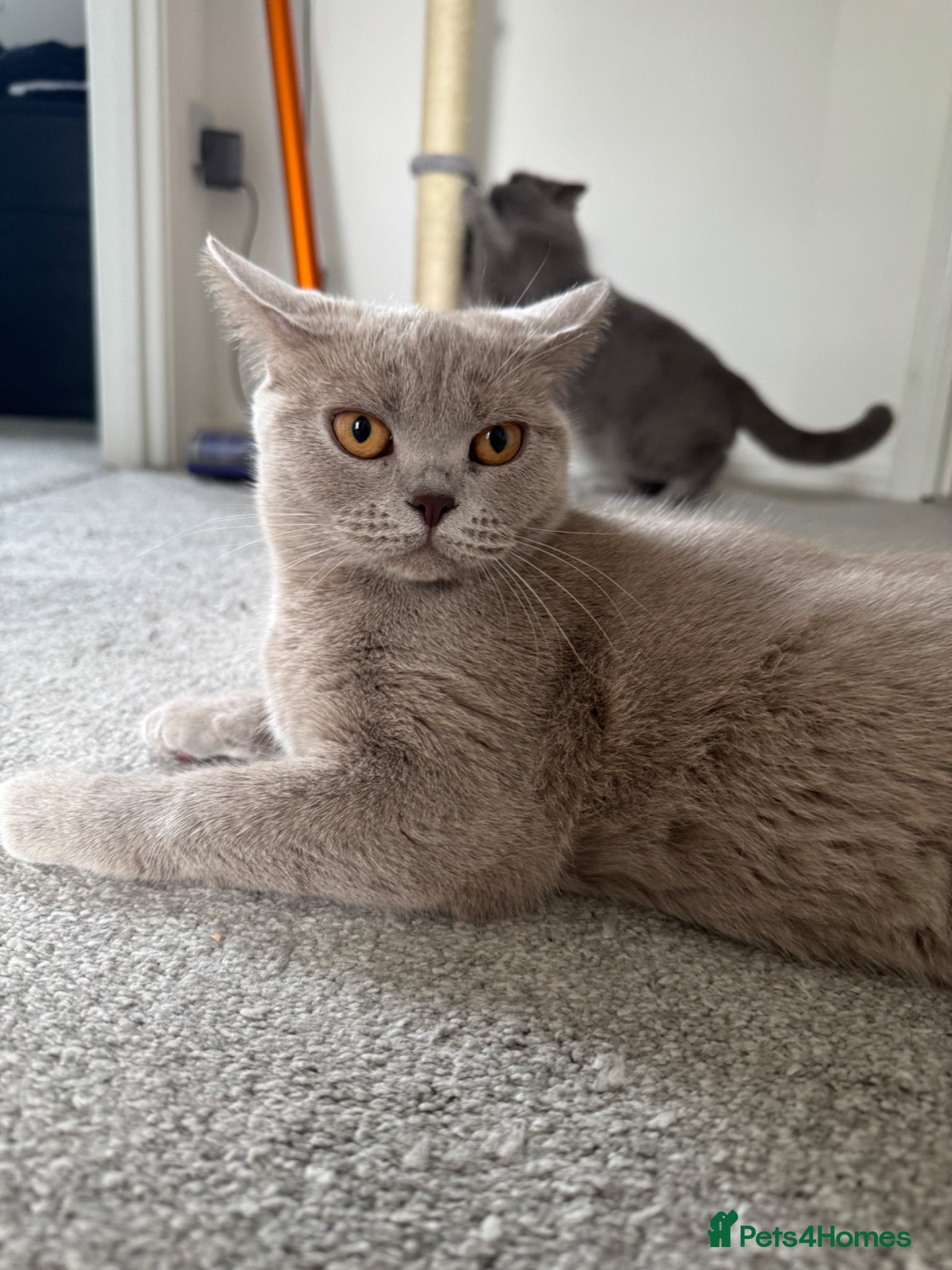 British Shorthair cats Male Blue Grey British Shorthair  - Advert 1