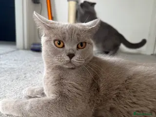 British Shorthair cats Male Blue Grey British Shorthair - Advert 4