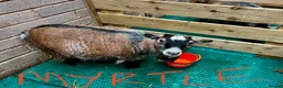 Goats livestock for sale: Pygmy goats, disbudded nanny’s  - Advert 3